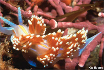 20110307-NOAA nudibranch hermisseda_100.jpg
